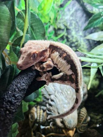 Image 1 of Lily white crested gecko Pinestipe