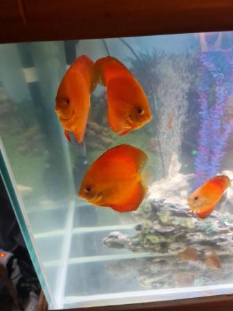 Image 2 of Breeding Pair of Yellow ghost Discus