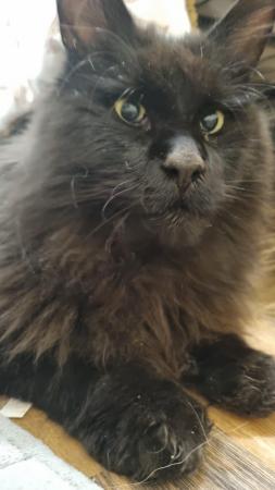 Image 1 of Two year old maine coon for rehome