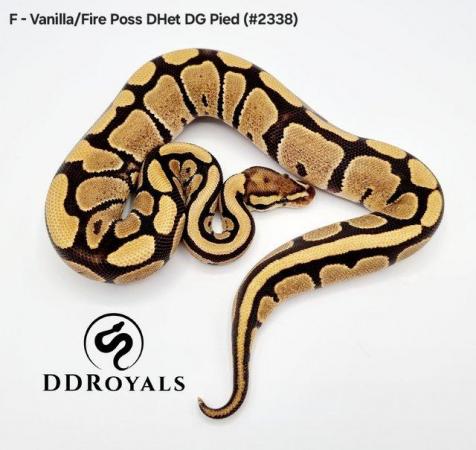 Image 8 of Royal Pythons: Pieds, Desert Ghosts. ADULTS AND HATCHLINGS
