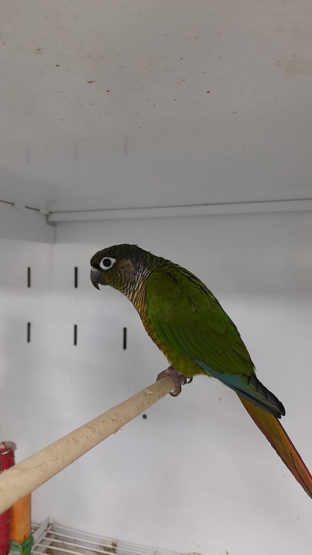 Preview of the first image of 2 Not Tame Green Cheek Conures.