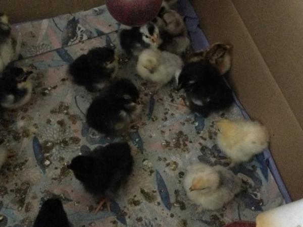 Image 6 of Chicks !  And growers, Pekin Bantams