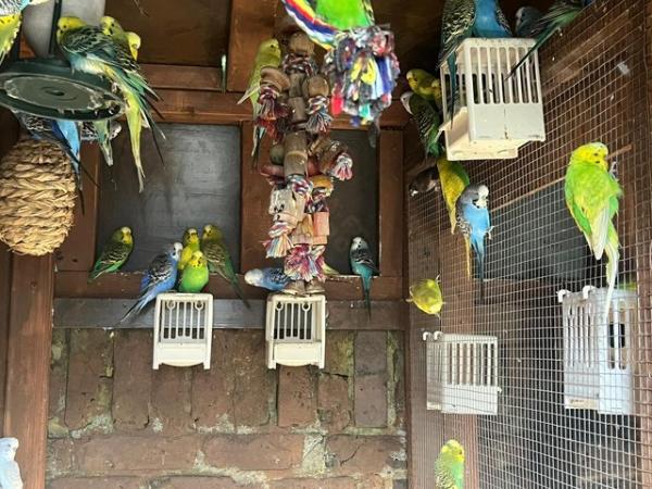 Image 11 of Adorable budgies for sale