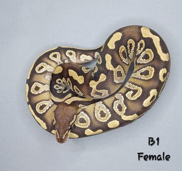 Preview of the first image of Female Mojave Ball Python - CB23.