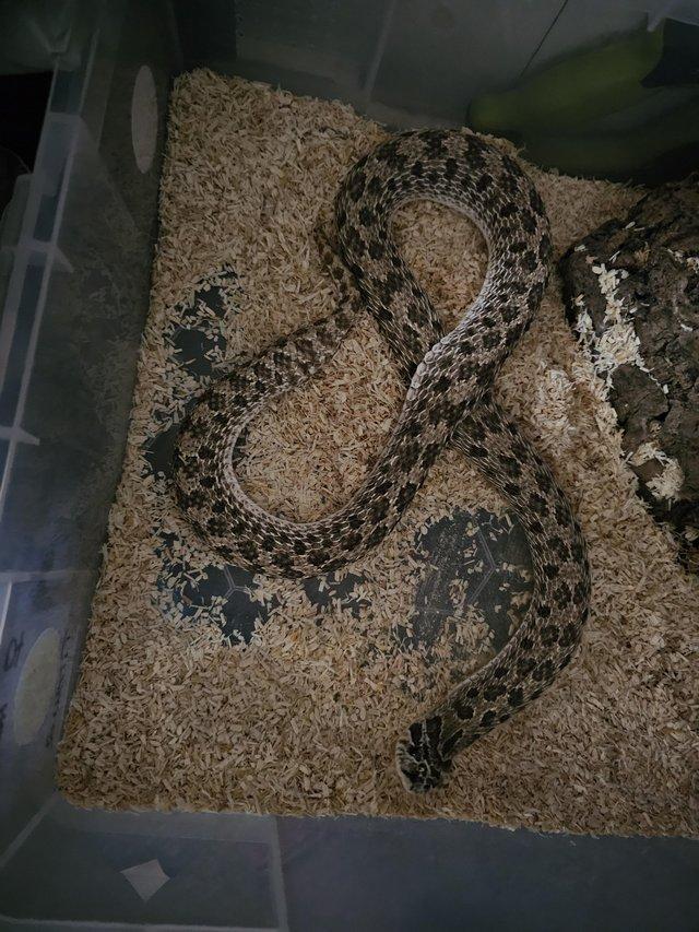 Preview of the first image of Massive female twinspot hognose.