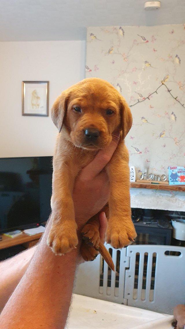 Preview of the first image of Fox Red labrador puppies.