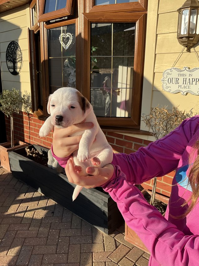 Parson Jack Russell puppy’s — photo 4 of 4