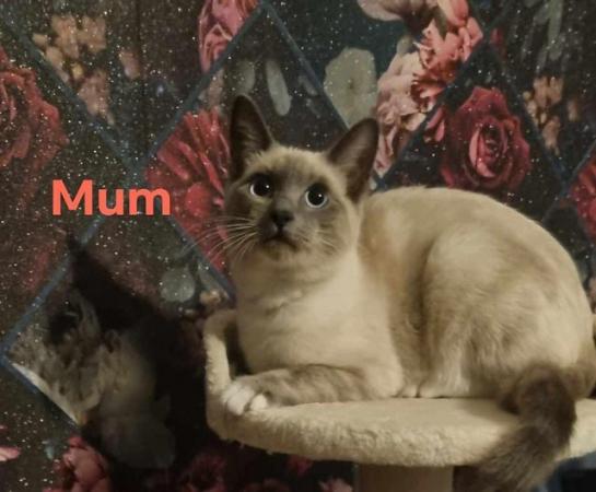 Image 9 of Pure breed ragdoll kittens  ready 11th June