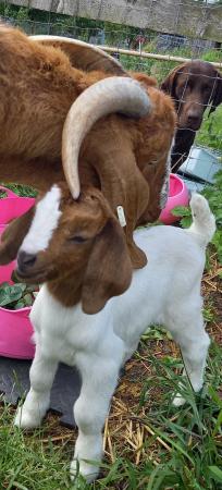 Image 3 of 2 Male Boer goat kids for sale .