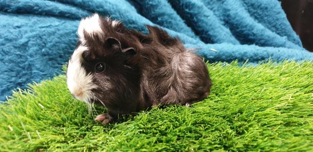 Image 6 of 3 lovely Male (Boars) Guinea Pigs for Sale
