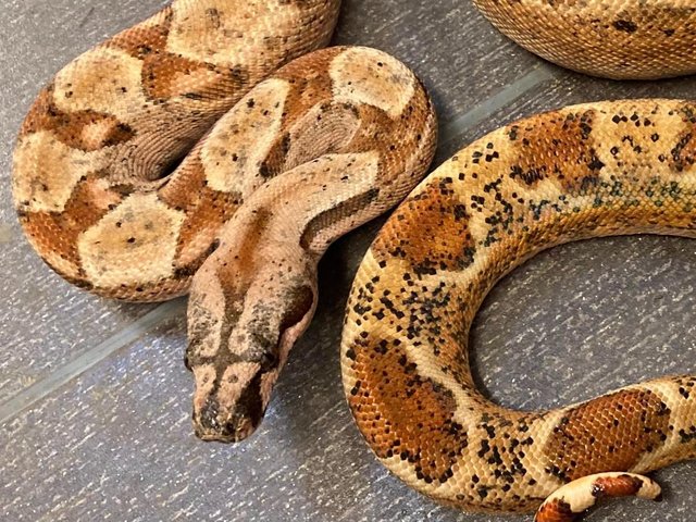 Preview of the first image of 2021 male hypo Boa 100% het Leopard.