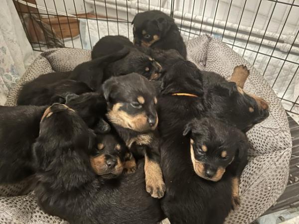 Image 8 of 6 chunky rottie girl pups- ready 22nd march