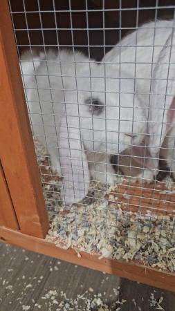 Image 9 of Gorgeous Giant Lop Babies Ready