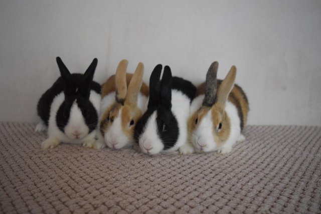 Image 5 of 14 week old pure Dutch Rabbits