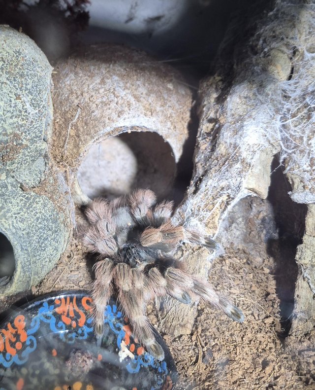 Nhandu coloratovillosus - Brazilian Black & WhiteTarantula