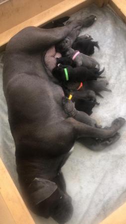 Image 5 of grand champion bloodlines cane corso pups. 10 weeks old.