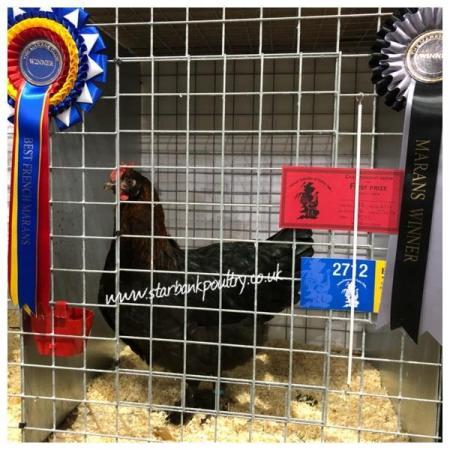 Image 10 of *POULTRY FOR SALE,EGGS,CHICKS,GROWERS,POL PULLETS*