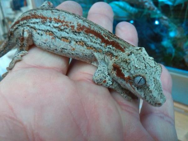 Image 3 of 2 female geckos for sale.............