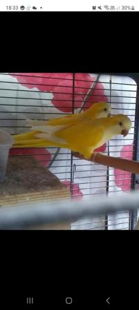Image 2 of Unwanted birds rehomed to forever home