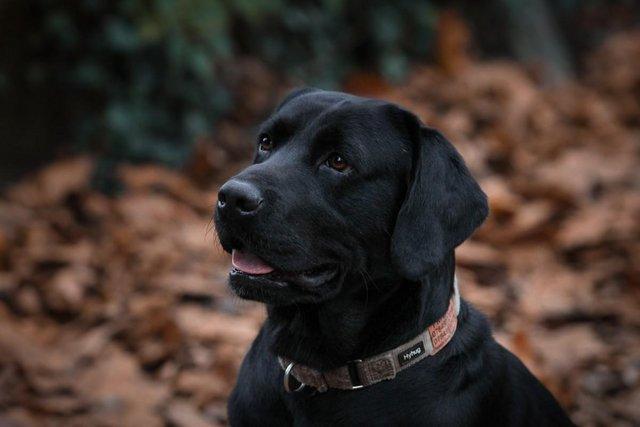 Preview of the first image of labrador stud KC reg ,carries black, yellow, chocolate.