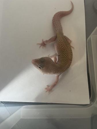 Image 6 of £30 last male** leopard geckos different ages REDUCED**