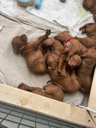 Image 6 of Gorgeous Hungarian vizsla puppies