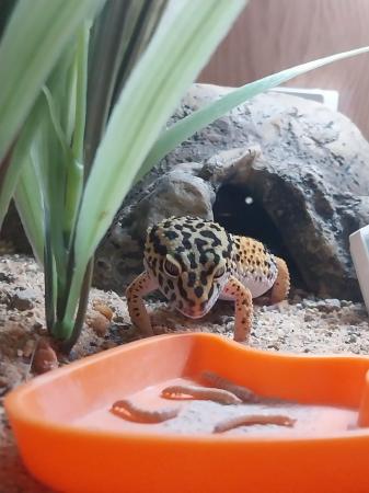 Image 2 of Female leopard gecko 1 year old