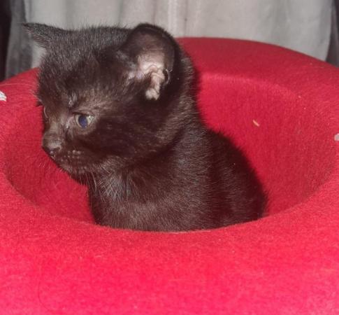 Image 3 of Beautiful British shorthair Cross x Calico kittens