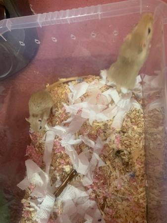 Image 4 of 8 week old mixed colour gerbils