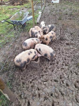 Image 2 of 2 male Gloucester old spot pigs for sale.