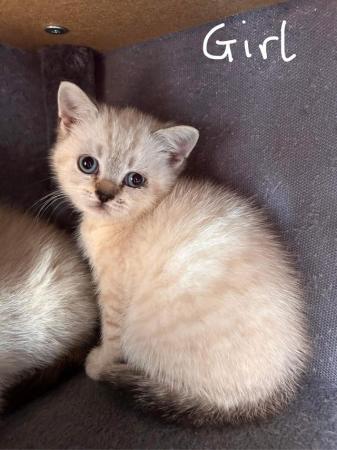 Image 9 of British Shorthair colourpoint kittens READY NOW
