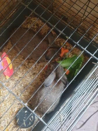 Image 2 of Bonded pair of rabbits for sale
