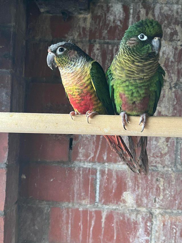 Preview of the first image of DNA tested conures for sale in different colours.