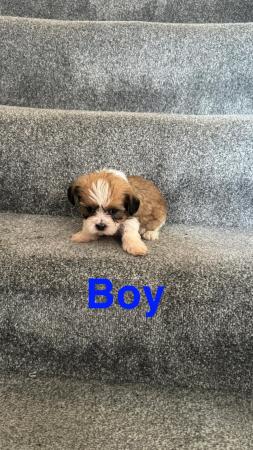 Image 1 of 4 beautiful shorkie puppies for sale