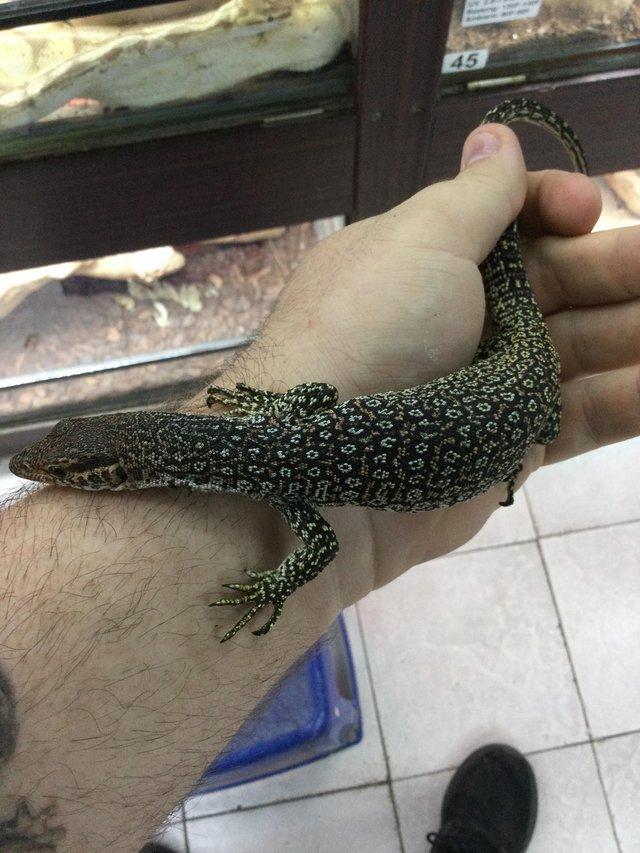 Preview of the first image of Peacock monitor (V. auffenbergi) £500.