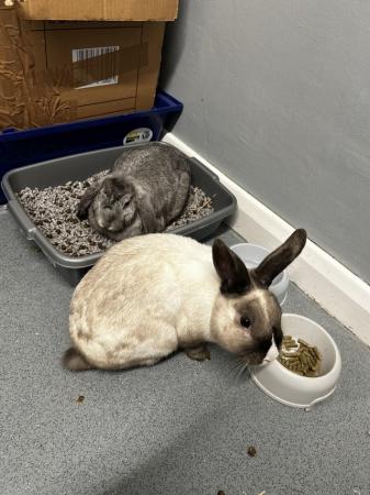 Image 7 of Two rabbits for sale looking for loving home