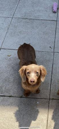 Image 7 of Female Isabella Long haired miniature dachshunds