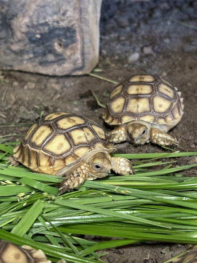 Preview of the first image of Sulcata Tortoise Hatchlings UK bred.