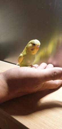 Image 3 of Baby hand tame hand reared budgies