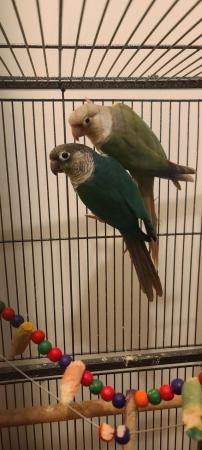 Image 3 of 1 year old pair of Green Conures semi tamed