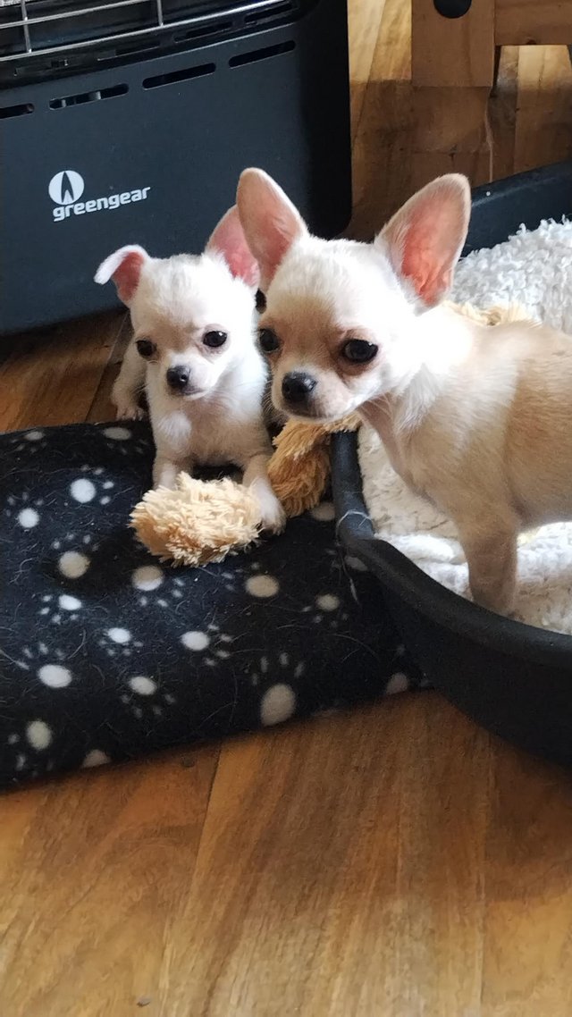 Preview of the first image of Chihuahua boys 4 months old.