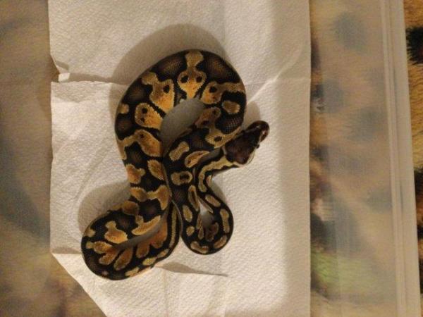 Image 4 of Pastel Mojave het ghost baby ball python