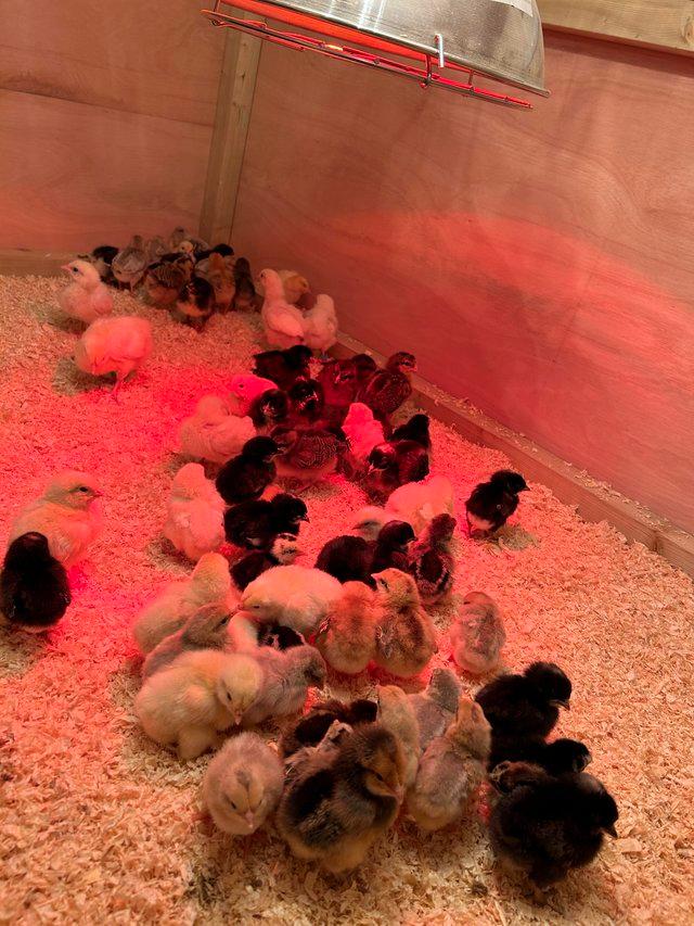 Preview of the first image of Coloured egg layer chicks/ chickens day old rare organic hen.