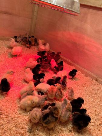 Image 1 of Coloured egg layer chicks/ chickens day old rare organic hen
