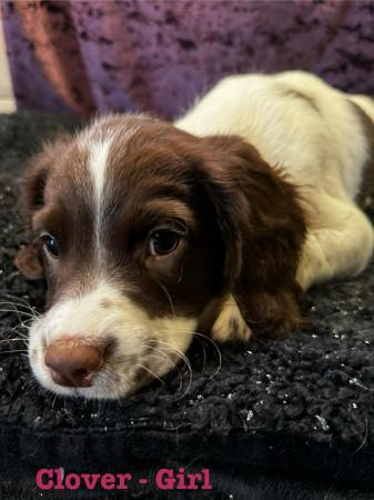 Image 33 of READY NOW Fabulous English springer puppies