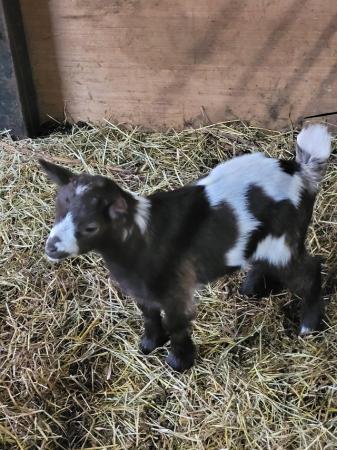 Image 2 of Pygmy goat nanny kids. Horned & disbudded available