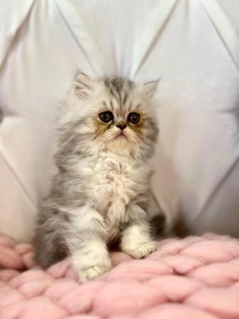 Image 22 of **Stunning 5 generation pedigree Persian kittens**