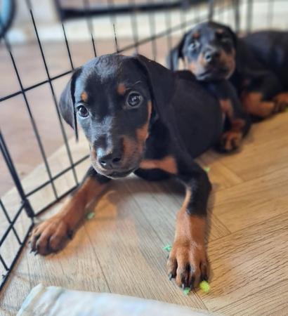 Image 7 of READY NOW Doberman puppies from health tested parents