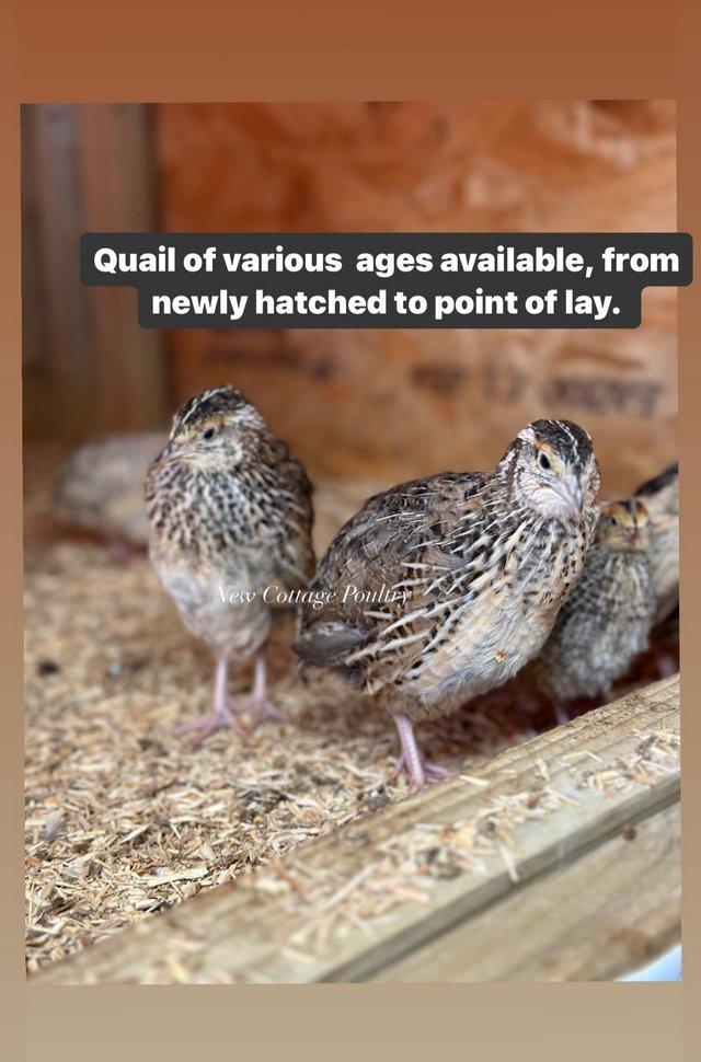 Preview of the first image of Ready to lay Quail and various other ages.