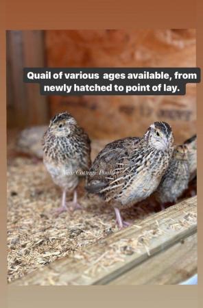 Image 1 of Ready to lay Quail and various other ages